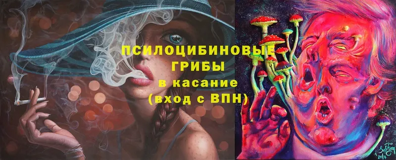 где купить   Чкаловск  Галлюциногенные грибы MAGIC MUSHROOMS 